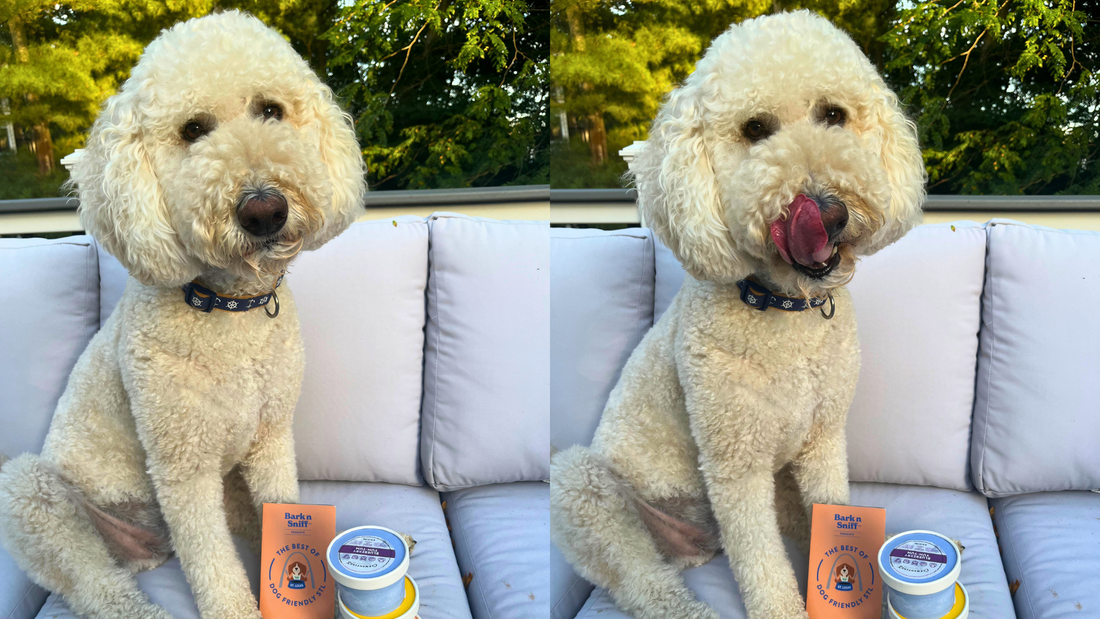 Cool Treats for Hot Dogs: Dog Ice Cream at Clementine's